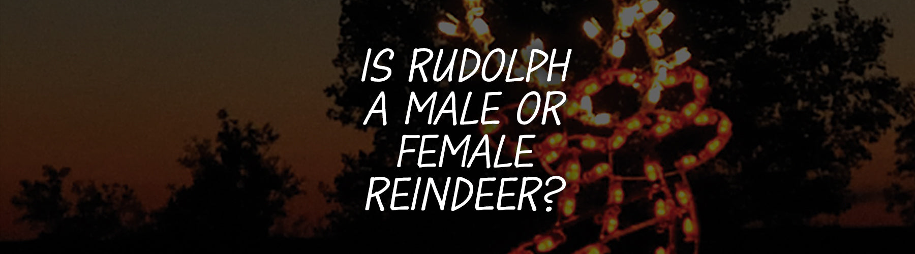 Is Rudolph a Male or Female Reindeer?