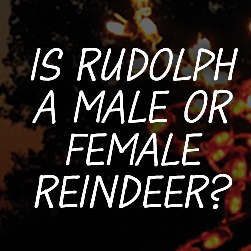 Is Rudolph a Male or Female Reindeer?